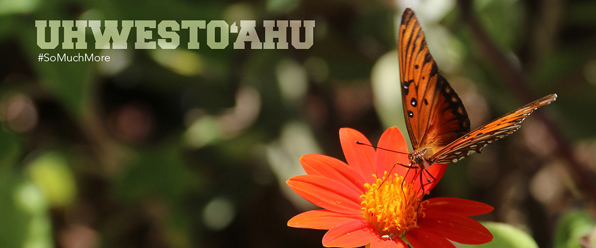 Monarch butterfly sitting on a flower in the mala.