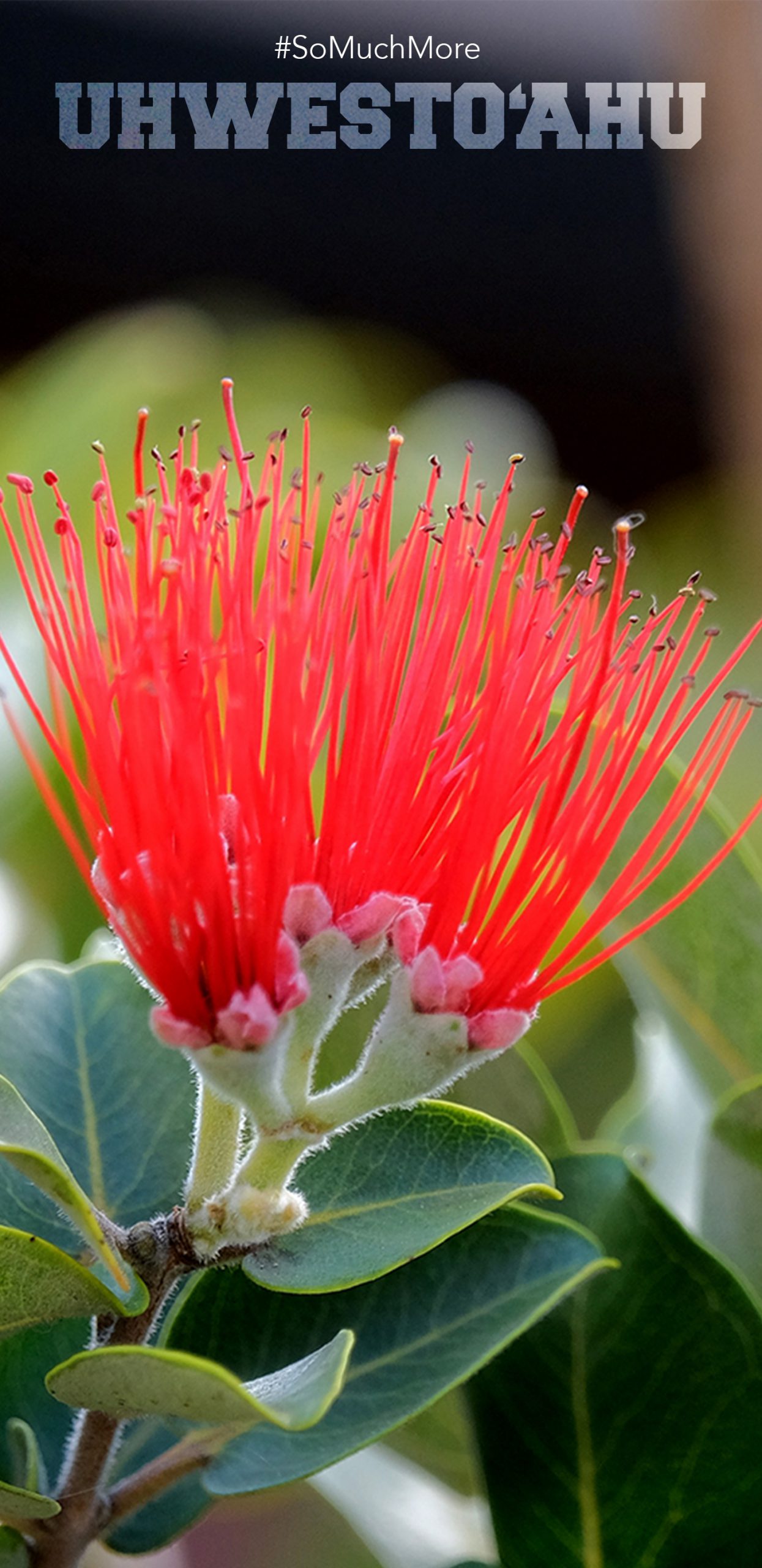 The Red Lehua Flower In The Campus Mala.